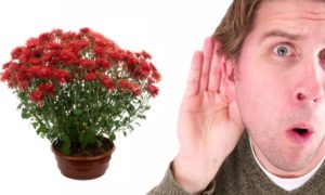 listening-to-jplants
